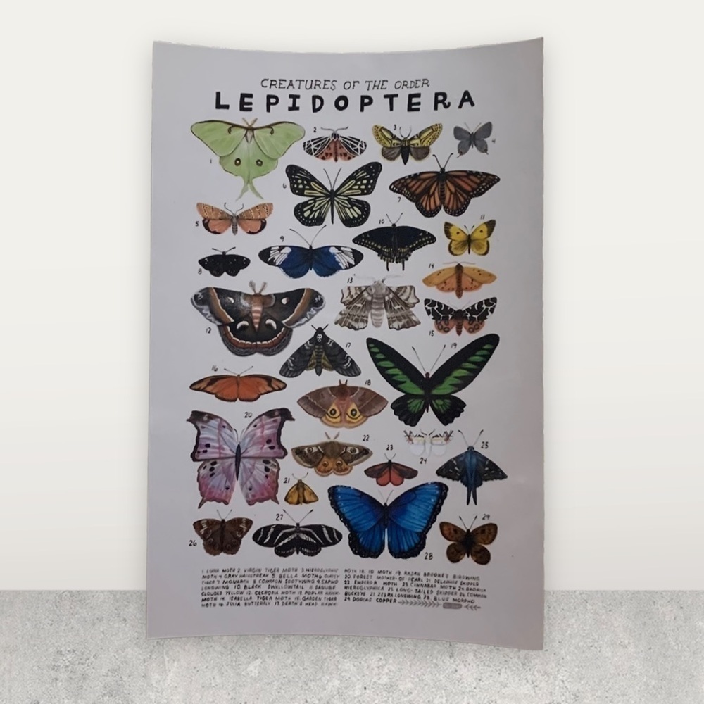 LEPIDOPTERA retro butterfly print on glossy 4x6 paper framed in black with glass